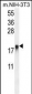 ARL8A Antibody (Center)